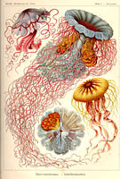 Discomedusae (Scheibenquallen) in: Ernst Haeckel, Kunstformen der Natur, (C) Kurt Stber